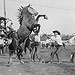 Wild horse race at the rodeo