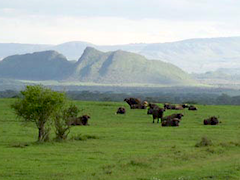 Soysambu Conservancy Soysambu Conservancy - Kenya buffalo herd