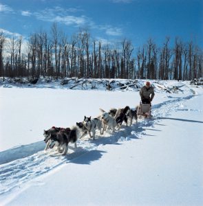 BC dogsledding through the snow!