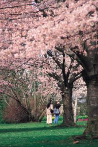 Cherry Blossoms in Vancouver's Queen Elizabeth Park