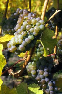 Okanagan grapes make great Okanagan wine