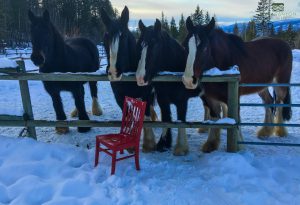 The Horses at Kelowna Stables at Myra Canyon are pretty curious to meet The Red Chair