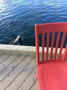 Red meets a seal at Fisherman's Wharf in Victoria