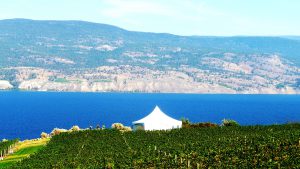 Vineyards Galore near Peachland